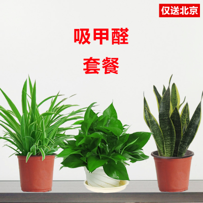 北京望京花卉租擺都有哪些植物租賃價(jià)格怎么樣？