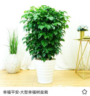 綠植租擺綠寶