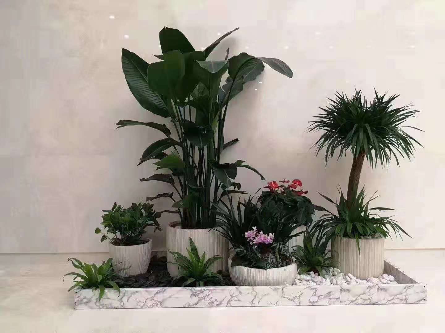 北京室內外綠植花卉擺放