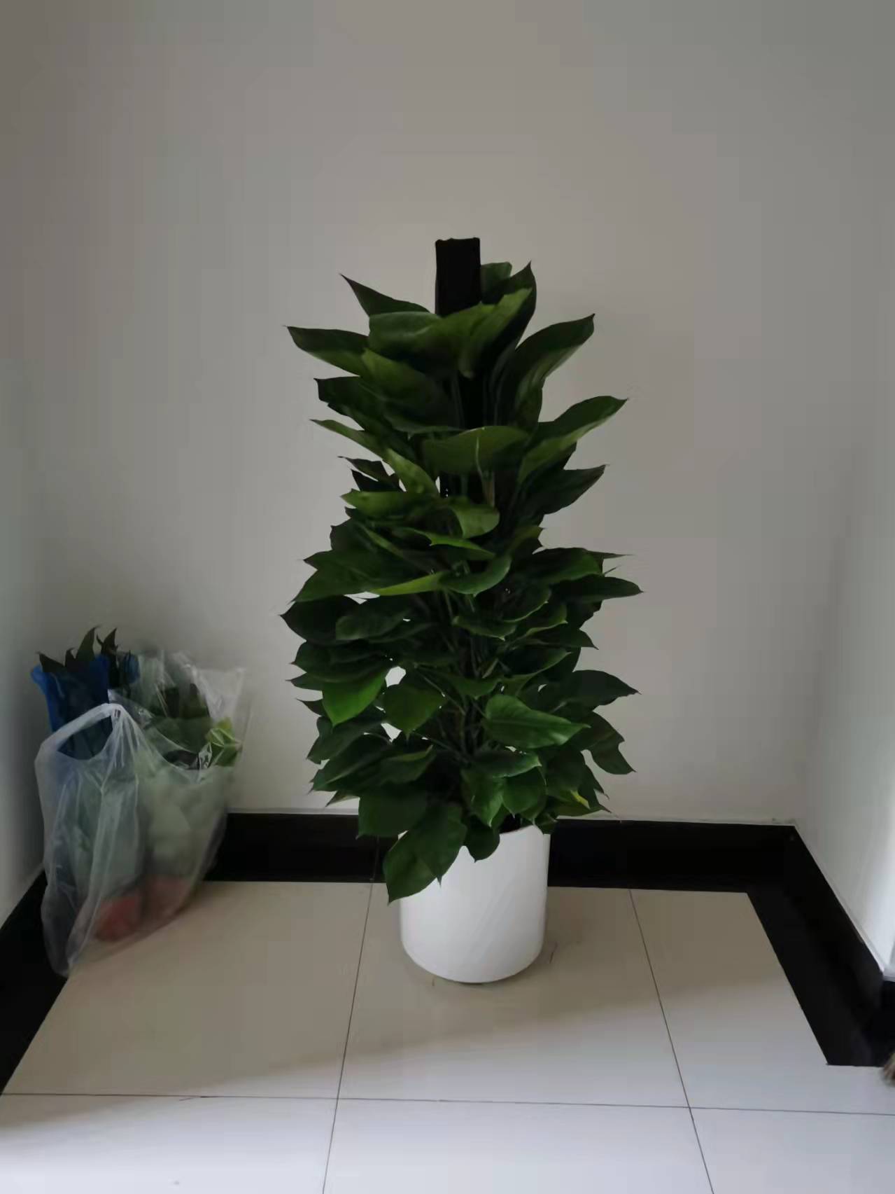 北京綠植養(yǎng)護(hù)-金鉆花有毒嗎？它有什么作用與功效？