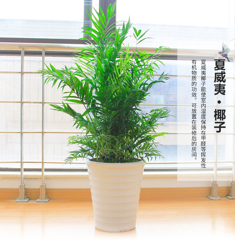 綠色植物鳳尾竹的報(bào)價(jià)鳳尾竹盆栽葉枯怎么辦？