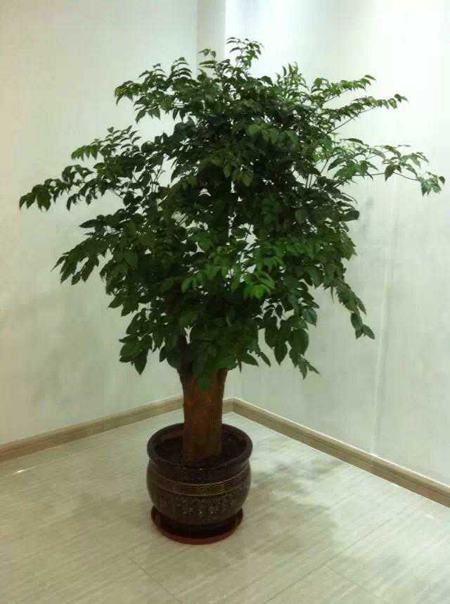 北京辦公室植物租賃方案