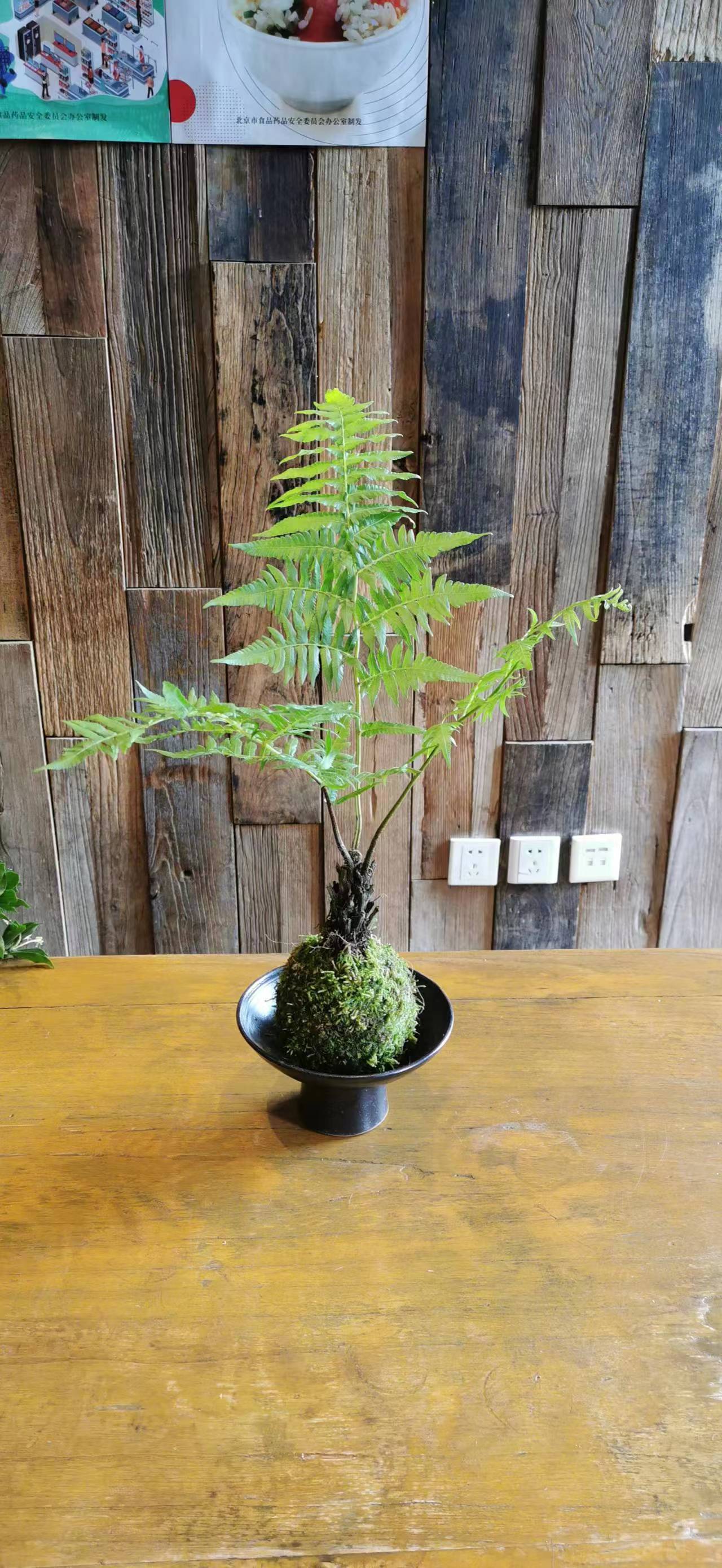 蕨類植物