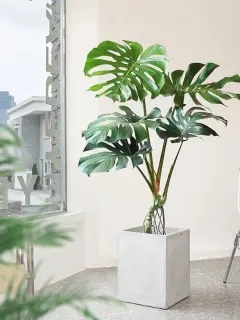 北京寫字樓綠植租擺